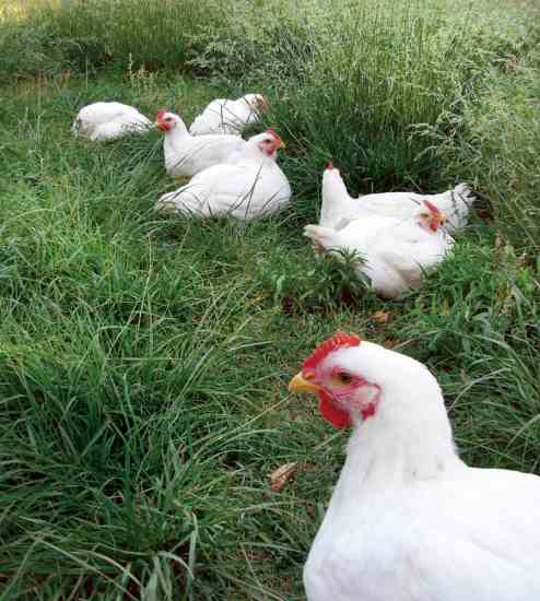 From breed choice to processing laws, readers responded to Gwen Roland’s article, “Raising Chickens for Meat.”